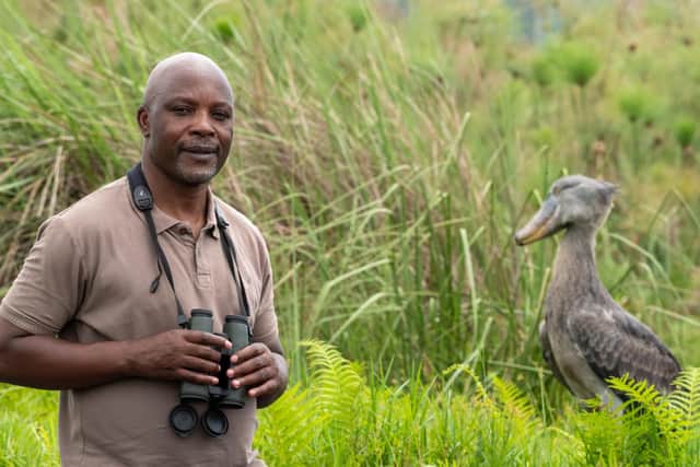 Achilles Byaruhanga searching for shoebills in Uganda's Mabamba swamps.