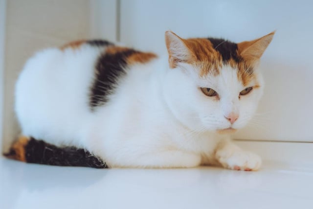 Seven year old Sparky is a notably intelligent cat - she'll have no problem figuring things out. She's also used to being around dogs, to the point where she may struggle in a household without one.