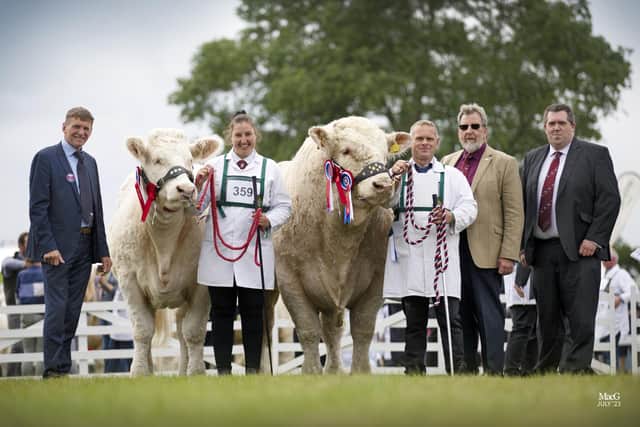 Overall championship cows at the Great Yorkshire Show. Picture: CATHERINE MACGREGOR