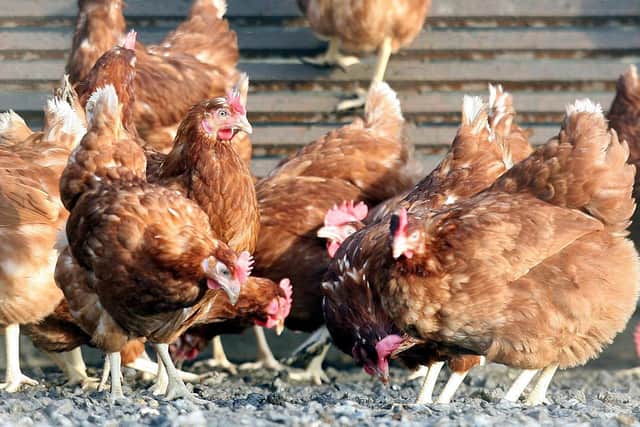 The Royal Ulster Agricultural Society says it is disappointed to announce that there will be no poultry classes at this year’s Balmoral Show due to Avian Flu.