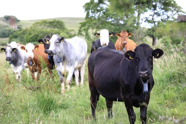 Over 25 conservation cattle have been fitted with cutting-edge GPS collars at Slievenacloy Nature Reserve, in the Belfast Hills, to help restore this designated grassland site and boost biodiversity. Picture: Ulster Wildlife