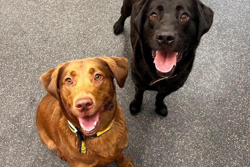 Lexi and her sister Jesse are two stunning 6 year old Labradors who will put a smile on anybody's face. With so much love to give these girls will certainly brighten up your day. They will need an active home that can take them on daily walks as well as providing them with some enrichment activities to help burn off some of that excitable Labrador energy. They are both super foodie so training will be a treat and they both love to learn new tricks. If you think that you could offer these two sweethearts a home please fill out an application and don't forget to favourite them on the form.