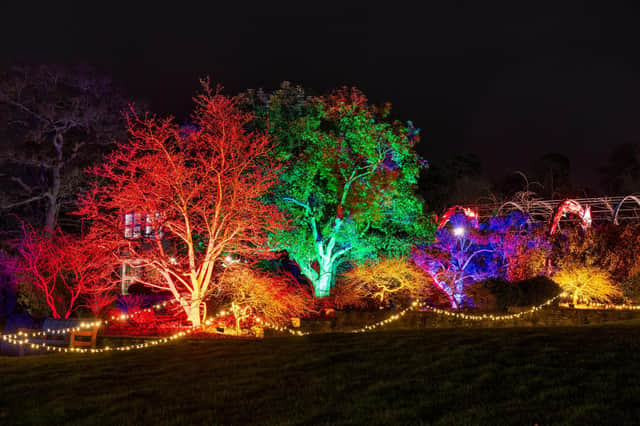 Illuminated trees at Glow RHS Garden Wisley.