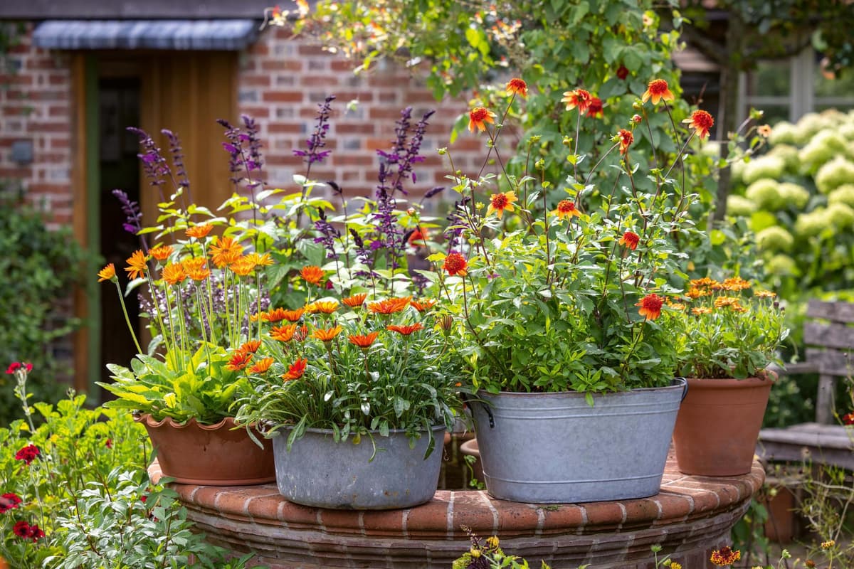 Gardens: Expert Sarah Raven offers tips on how to colour-match pots for the best effect in your outdoor space.