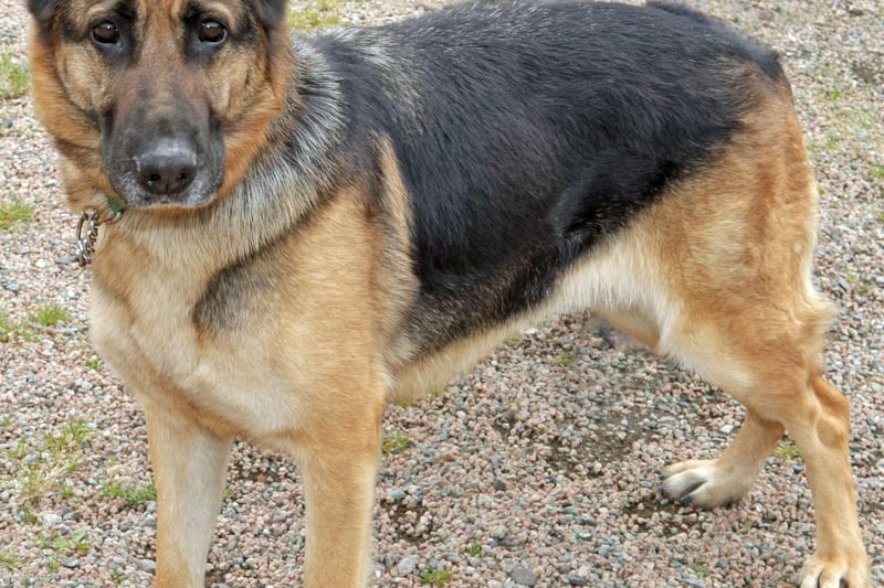 However, if not well trained, German shepherds may have a tendency to chase cats and other small pets, so they may not be a good fit for a multi-pet household unless raised together. 

They also may not get along with strange dogs, especially of the same sex, which may be a problem when you visit a dog park.