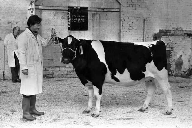 Mr Alan Patterson from Donaghadee with the second reserve champion, Herdstown Dinah 8th at the Northern Ireland British Friesian Breeders’ Club show and sale which was held at Banbridge in January 1984. Picture: Farming Life archives/Darryl Armitage