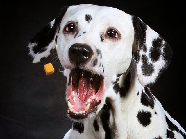 Having your photo taken while having treats thrown at you - not a bad day.