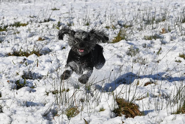 Tipsy running through the snow in Enniskillen. Picture by Andrew Paton/PressEye