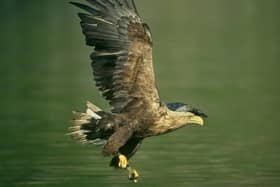 White-tailed eagle (RSPB)