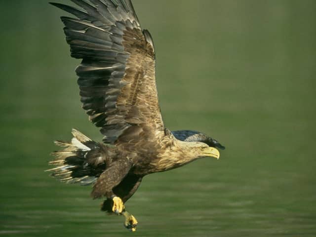 White-tailed eagle (RSPB)