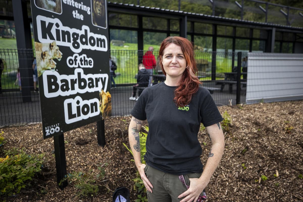 New enclosure with a view has been opened at Belfast Zoo for the city's pride of Barbary lions