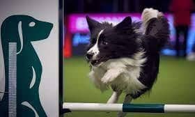 There's just nothing like Crufts - the world's most famous dog show