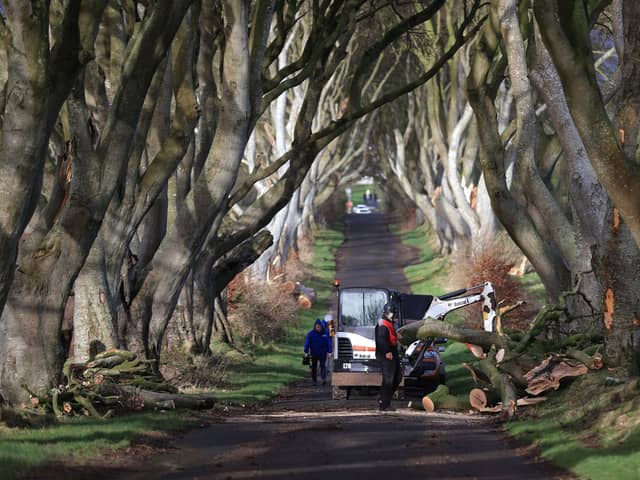 Northern Ireland's Dark Hedges trees, made famous by Game Of Thrones, are "coming to the end of their natural lives", a new trust which is taking over management of the site has said