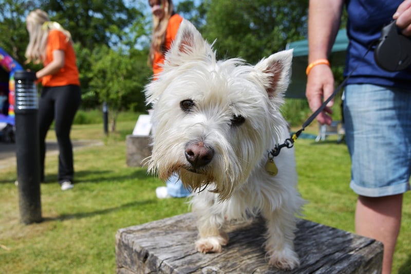 The West Highland White Terrier, commonly known as the Westie, is a breed of dog from Scotland with a distinctive white harsh coat with a somewhat soft white undercoa