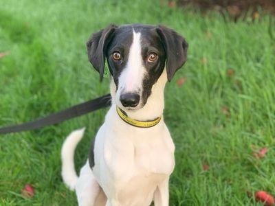 It is important that Meeko's owners can walk him in quieter areas away from busy places.
Meeko is looking for a quiet, peaceful home. Ideally with very little visitors to the home.
Meeko has grew up in the countryside and is used to bounding around in large open spaces for exercise.