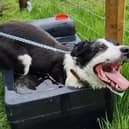 Cap the sheepdog from the Netherlands cools off after competing at the World Sheepdog Trials 2023 in Dromore, Co Down.
Photo: The News Letter