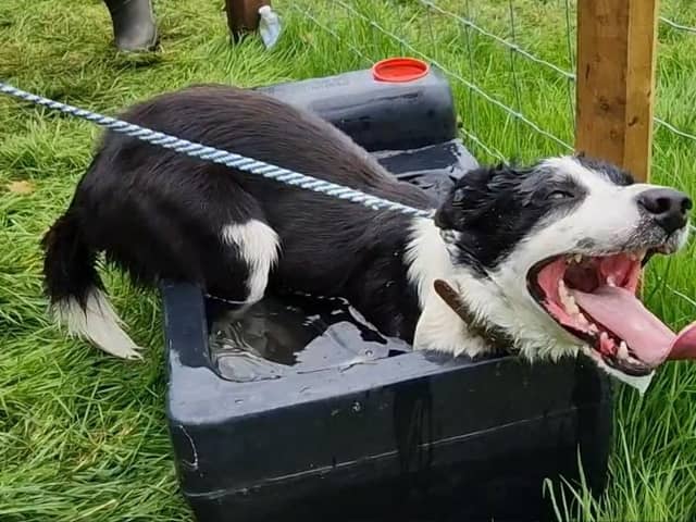 Cap the sheepdog from the Netherlands cools off after competing at the World Sheepdog Trials 2023 in Dromore, Co Down.
Photo: The News Letter