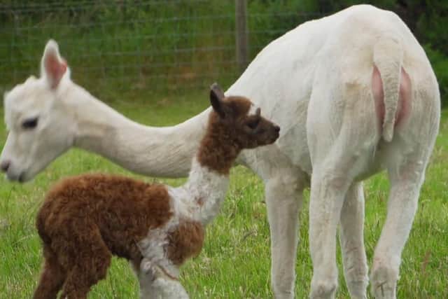 Newborn alpaca at the Dunniece farm