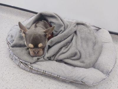 ALVA is also full of energy and likes having a good run and play around with the foster carers own dogs too.
Alva is crate trained and at night time will sleep downstairs in her crate, but adopters must be mindful that there may be an adjustment period with this when moving to a new home.