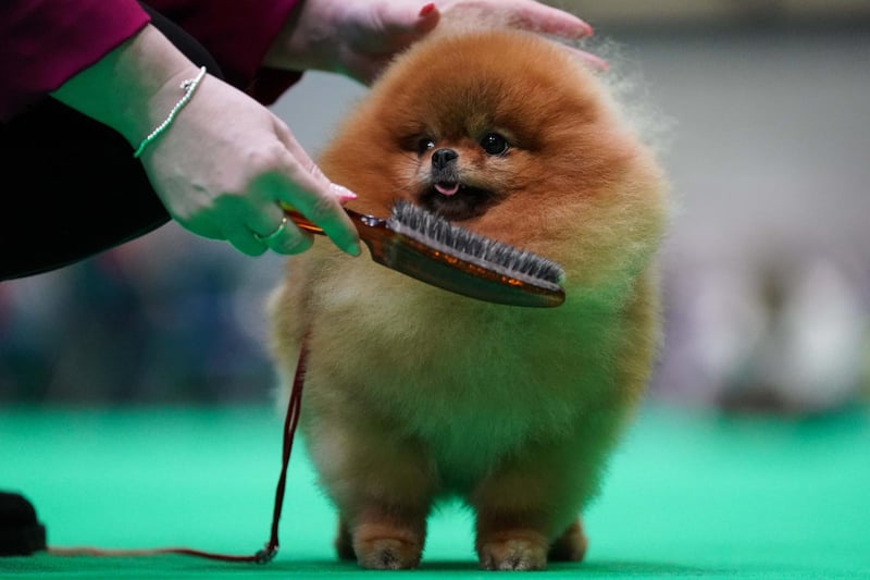 A Pomeranian is groomed in the showring