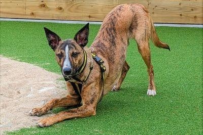 Maverick is a fantastic 10 month old Crossbreed looking for a quieter home without a lot of people coming and going. 

Maverick will need someone at home with him for most of the day as he loves to have company. 

He is able to live with children aged 8+ and another suitable dog that is of a quiet nature. Maverick is an active boy and will join you on long walks. 

He will need to be walked in quieter areas as he can be worried in busy places. 

He is super in the car so will happily travel to these areas! 

Maverick's adopters should be willing and ready to help him with his training. He would benefit from a good sized secure outdoor space to play, run and do some training! 

Maverick will need several meets at the Rehoming Centre with his adopters before going home so he can get to know them.