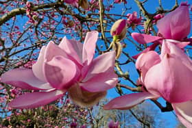 Undated handout photo issued by National Trust of a magnolia campbellii champion tree in bloom in the walled garden at Trengwainton, Cornwall.