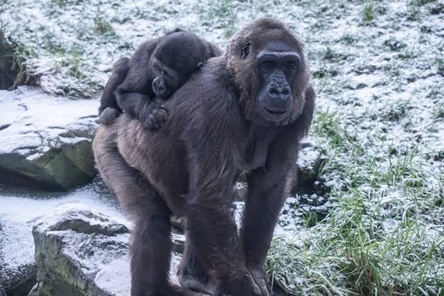2-year-old Kofi preferred to stay warm and dry by clinging to mum Kamili’s back.