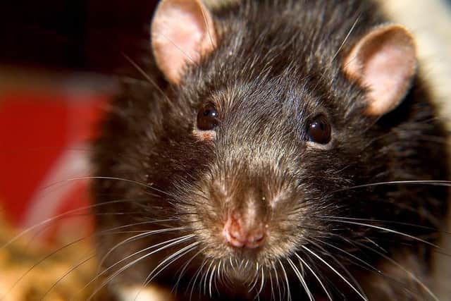 A new anti-rat task force will be explored by Edinburgh council officers after reports of rodent infestations across the city.