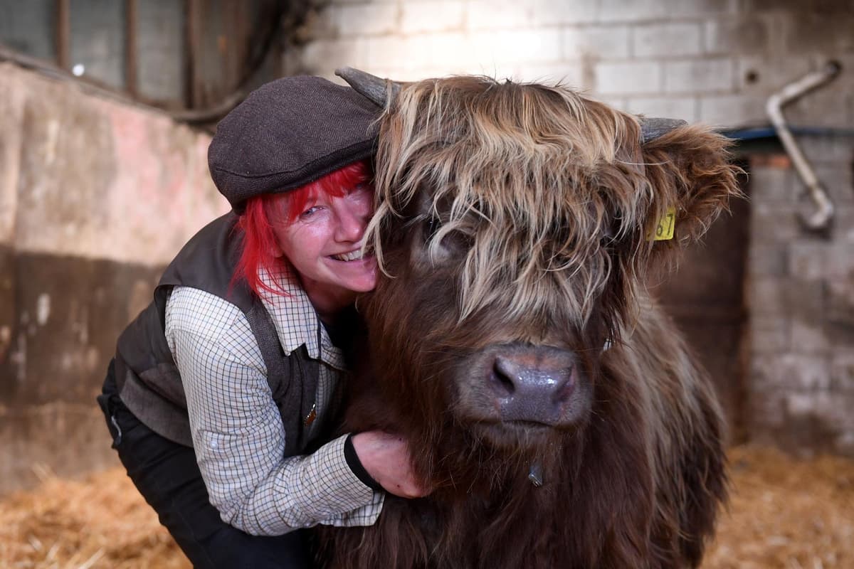 Yorkshire farm inundated with requests after hosting 'cow cuddling' experience