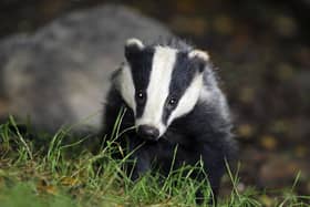 The Ulster Farmers Union (UFU) and Agriculture Minister appear to be on a potential collision course over a major badger cull to slash the huge impact of the animals passing TB to cattle. Photo: PA