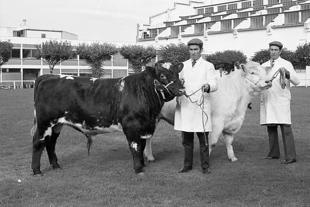 Pictured in October 1981 at the Royal Ulster Autumn show and sale at Balmoral are Castlecaufield, Dungannon farmers Joe and Sam Kelly with the Shorthorn champions at the show and sale. Picture: Farming Life archives/Darryl Armitage