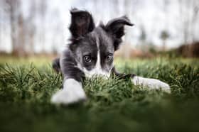 A Stormont minister has urged the public to “paws” for thought before buying a pet to gift for Christmas.