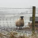 Sheep on the Glenshane pass as a weather warning is in force in Northern Ireland until 06:00 GMT on Friday.