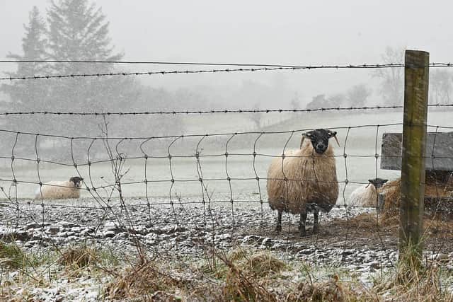 Sheep on the Glenshane pass as a weather warning is in force in Northern Ireland until 06:00 GMT on Friday.
