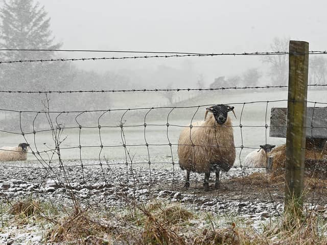 Sheep on the Glenshane pass as a weather warning is in force in Northern Ireland until 06:00 GMT on Friday.