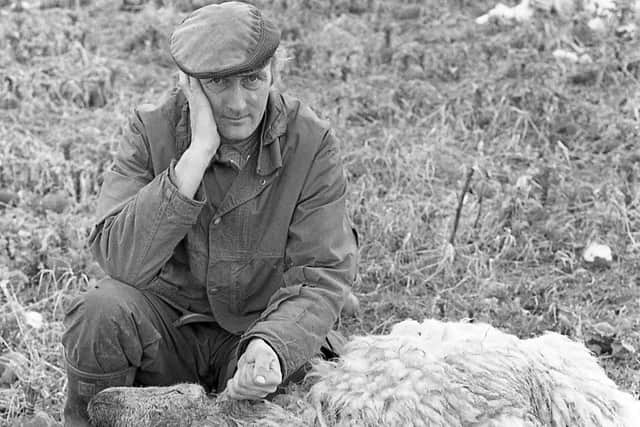 Pictured in March 1983 is Bushmills farmer Sam McCollum surveying sheep and lambs slain by dogs which attacked his flock. The killers, he said, were so efficient that neither a bark nor bleat was heard. Picture: News Letter archives