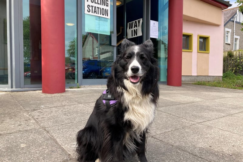 Ten-year-old collie Bella accompanied her owner to vote at St Colmcille's Parochial Hall in east Belfast on Thursday for the local government elections in Northern Ireland.  Picture date: Thursday May 18, 2023. PA Photo. See PA story ULSTER Elections. Photo credit should read: Rebecca Black/PA Wire