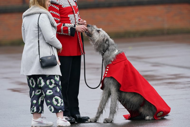 Irish Guards mascot, 3-year-old Irish Wolfhound, Seamus, is given a treat by his handler, Drummer Ashley Dean, at Mons Barracks, Aldershot, following a St Patrick's Day parade