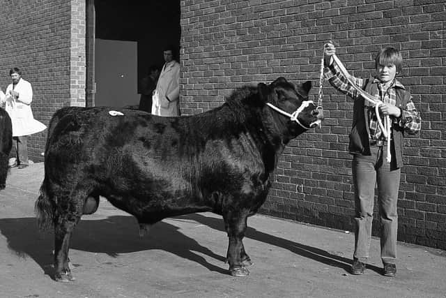 Pictured in October 1981 at the Royal Ulster Autumn show and sale at Balmoral is Trevor Gabbie from Ballynahinch with the first prize Aberdeen Angus bull at the show and sale. Picture: Farming Life archives/Darryl Armitage