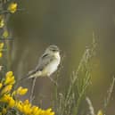 Chiffchaff  perched on gorse