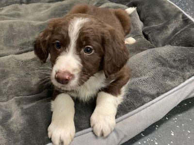 Stripe could live with children aged 5 years and older.
His new adopters will be required to attend our excellent Dog School classes which will help him learn key life skills