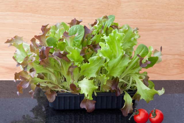 Cut-and-come-again lettuce in a pot.