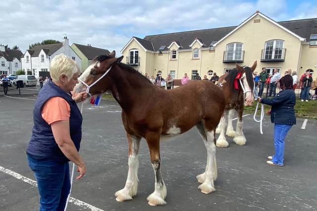 The Ould Lammas Fair has revolved around horses for some 400 years. Picture date. 21 August 2026.