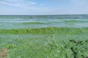 Lough Neagh at Ballyronan. The lough has been blighted with blue-green algae in recent summers, with noxious blooms covering large swathes of the surface.