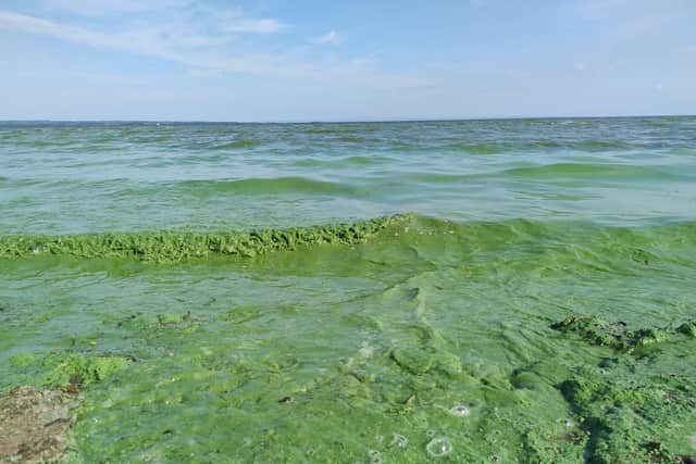 Lough Neagh at Ballyronan. The lough has been blighted with blue-green algae in recent summers, with noxious blooms covering large swathes of the surface.