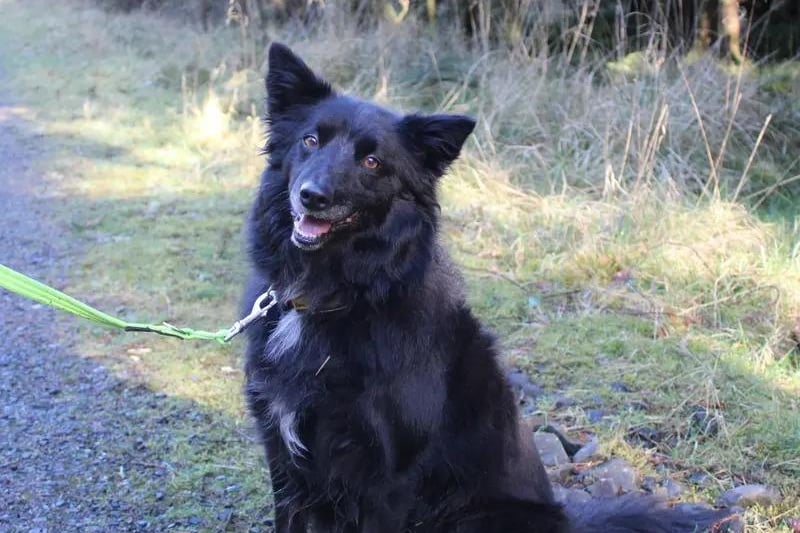 Molly is an 8 year old Border Collie Cross, so as you can imagine she is super smart and will need daily walks and enrichment to keep that clever mind working out. This amazing girl has an incredible personality and will certainly bring a burst of love and life to her new home once she has built up her trust in you. The adoption team and carers can discuss her medical needs further with potential adopters. Molly loves human company and although she can be left for a couple of hours, she prefers to have company for the majority of her day and have minimal leaving time when she initially goes home with gradual introductions to being left once she has really settled in.