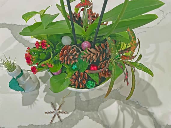 A kalanchoe and orchid dressed with pine cones