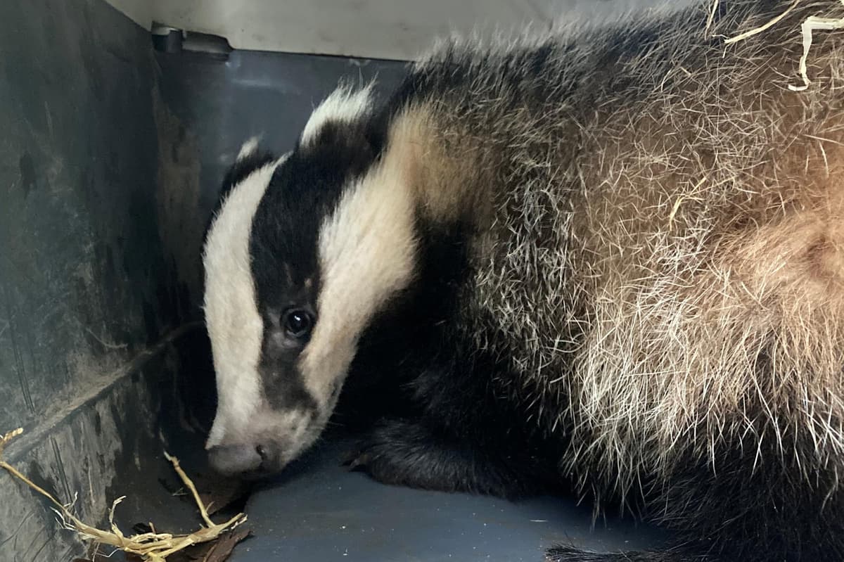 USPCA 'horrified' as 'petrified' young female badger caught in snare in Co Tyrone