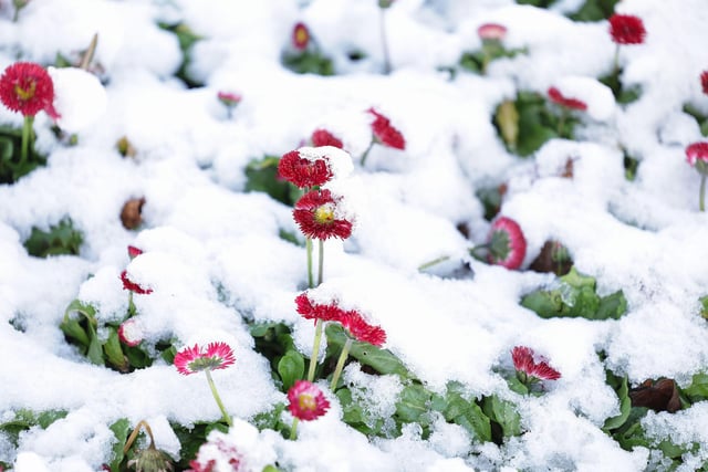 Flowers in Castle Gardens, Lisburn after heavy snowfall overnight.