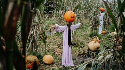There will be lots to do at the Ulster American Folk Park this Halloween, including perusing a lot of pumpkin-headed scarecrows